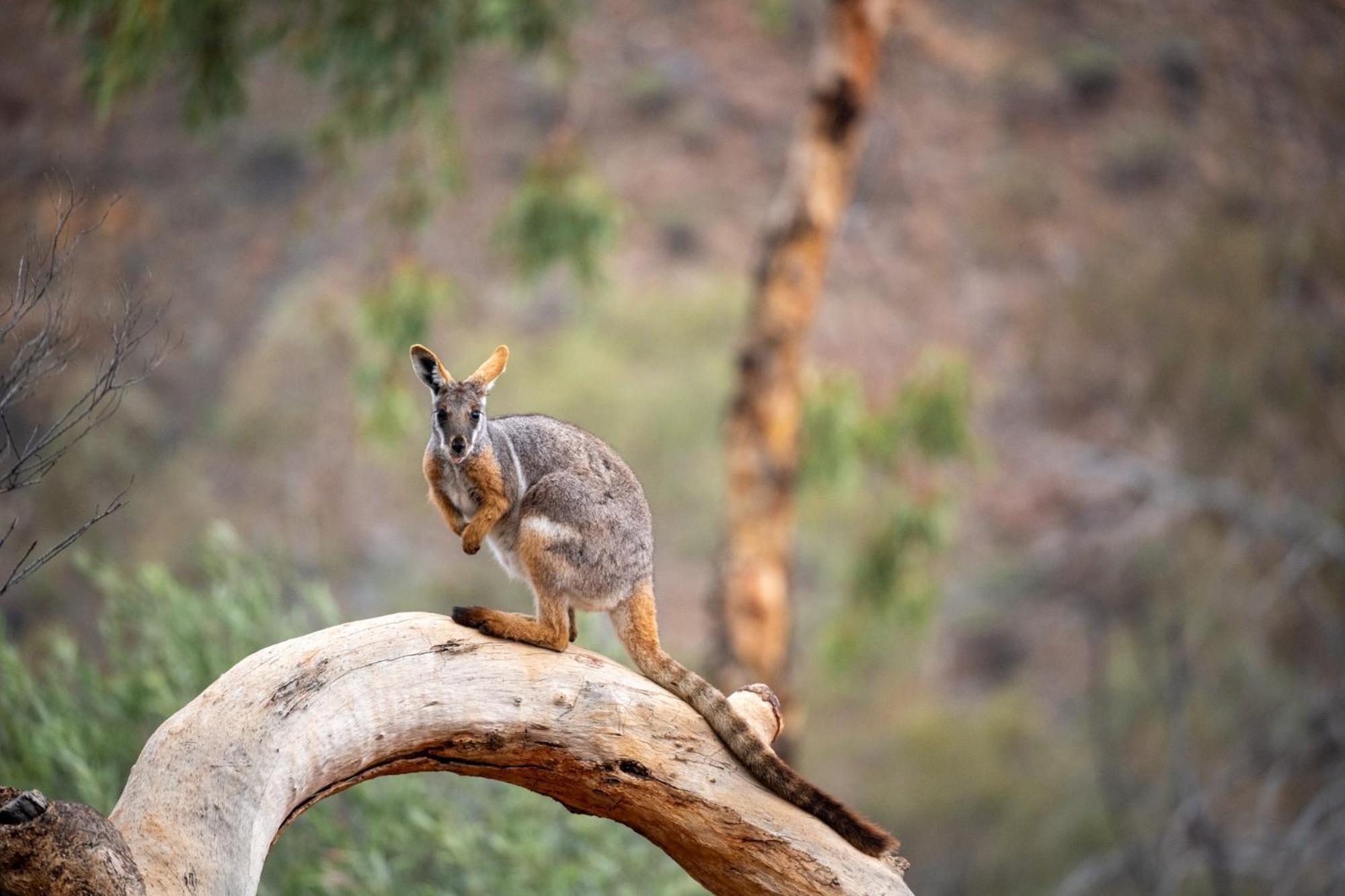 Arkaroola Wilderness Sanctuary Hotel Luaran gambar